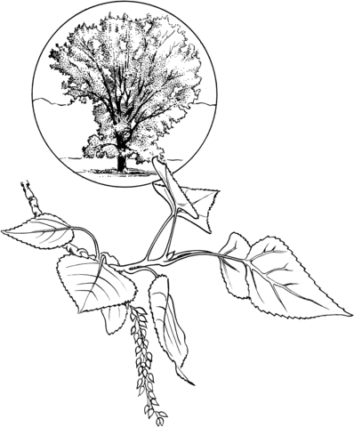 Eastern Cottonwood Coloring Page